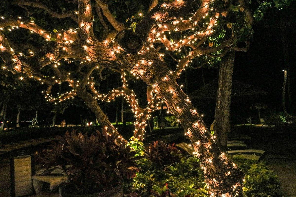 Outdoor Christmas tree generic