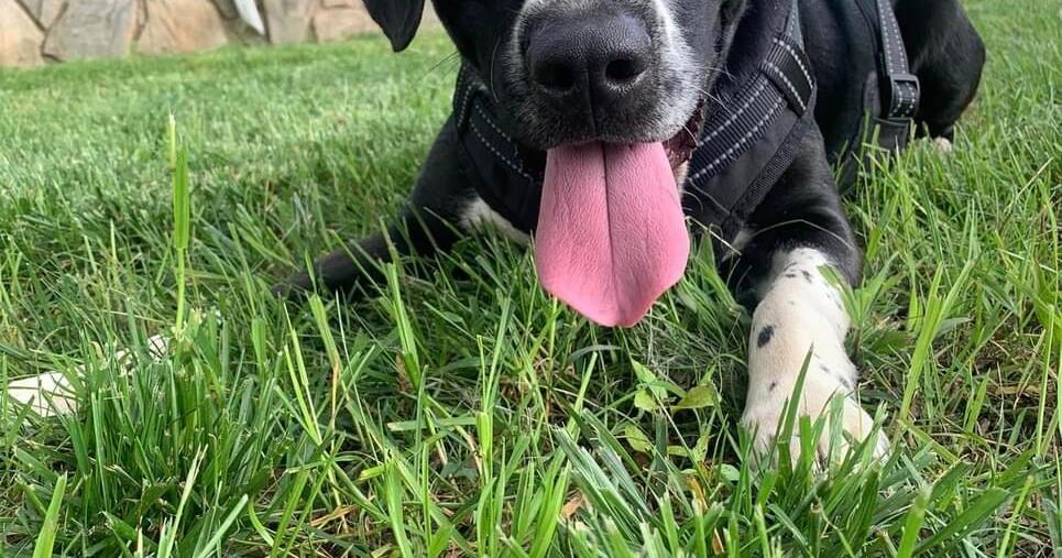 Pets of the Week: July 1 - Vimarsana News