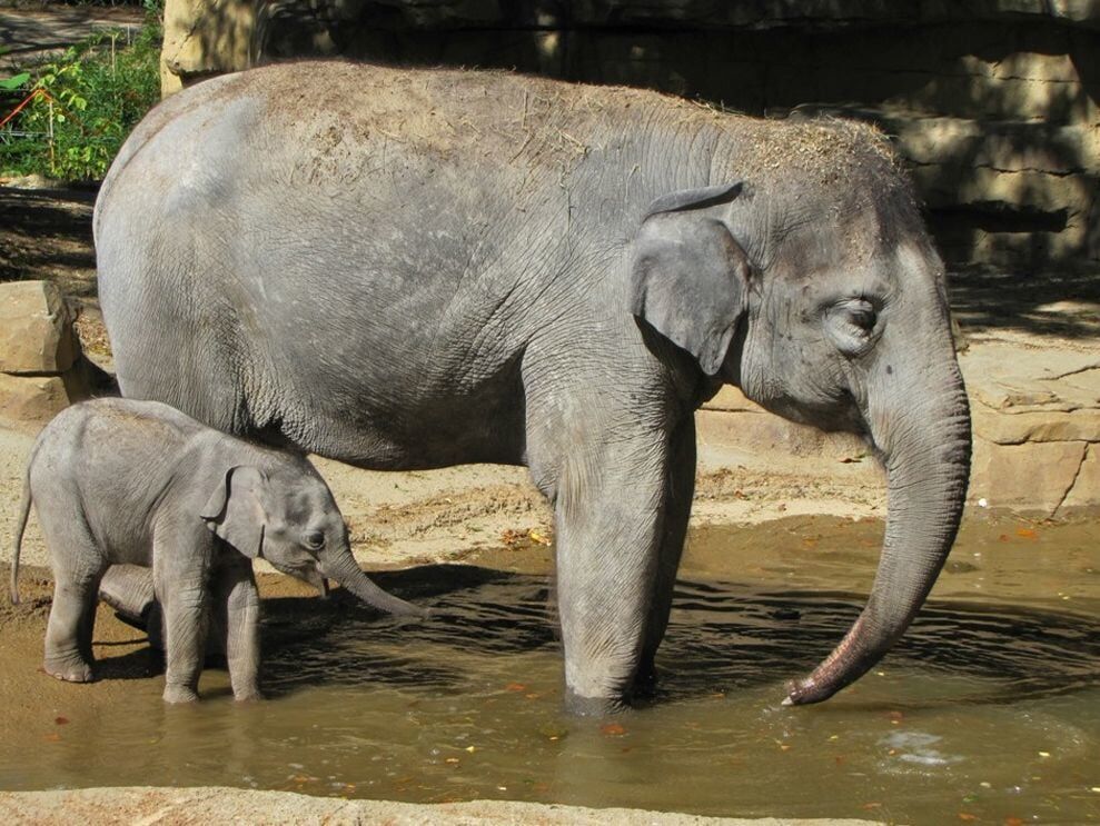 Small Elephant Eating Hanging Net Hay Zoo Stock Photo by