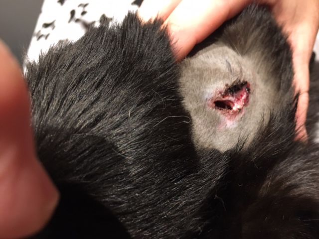 Cats found dead, injured from gunshot wounds | News | morganton.com