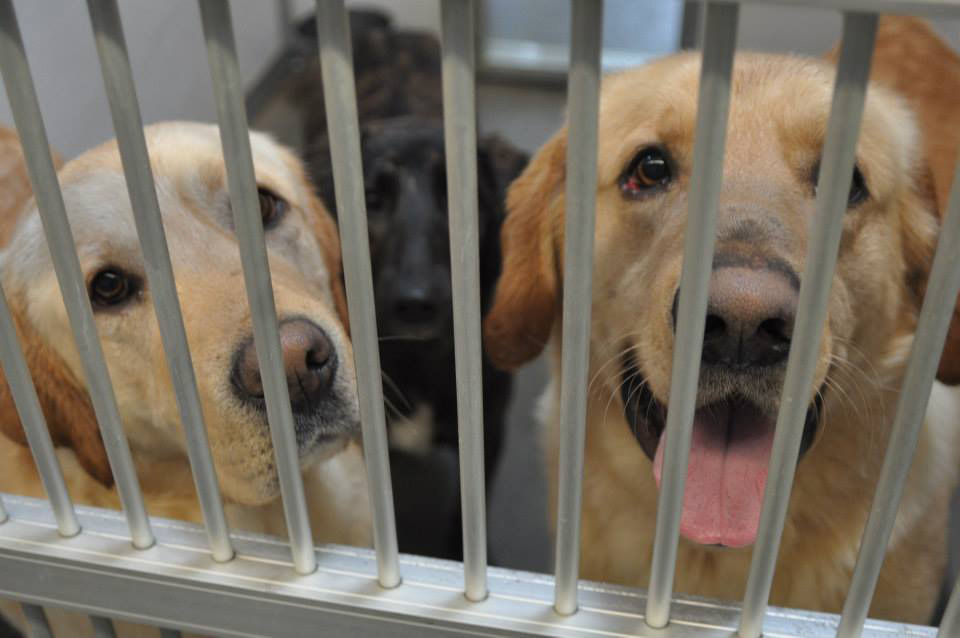 A LIFE IN CHAINS Local experts elaborate on dog tethering Latest