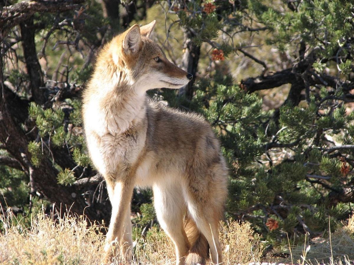 Coyote stock photo