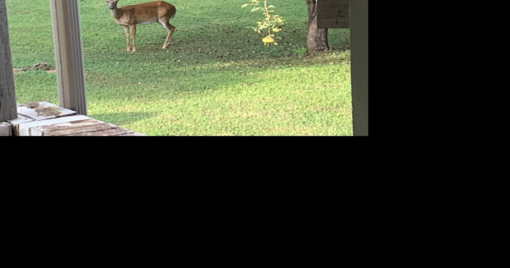 Youth deer hunting day set