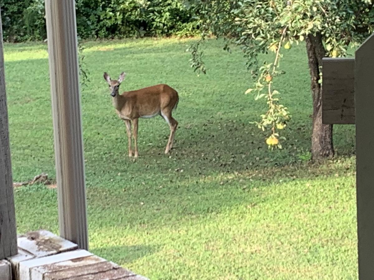 Morganton deer generic photo