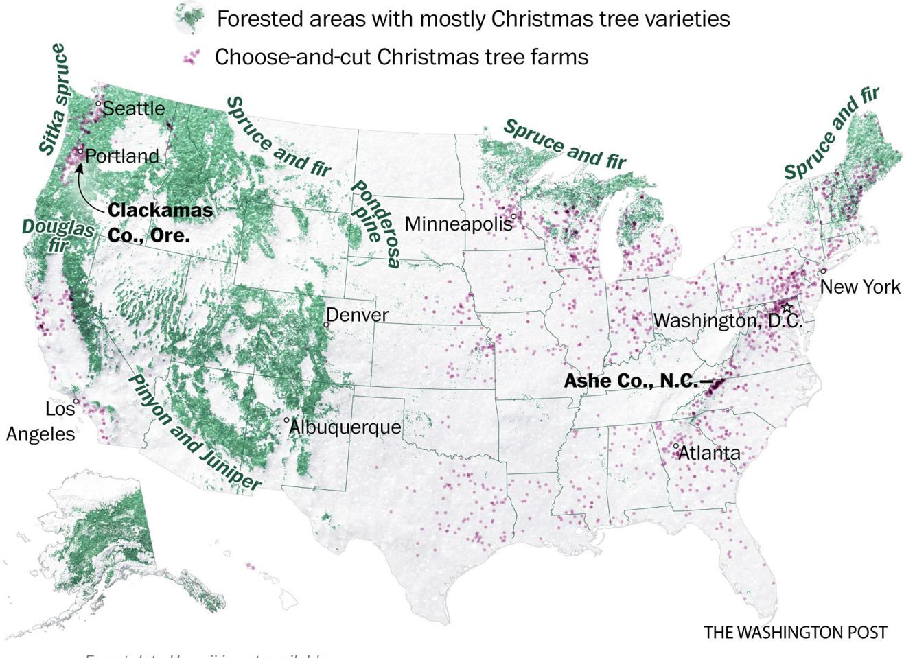 Where do American Christmas trees grow? Trending
