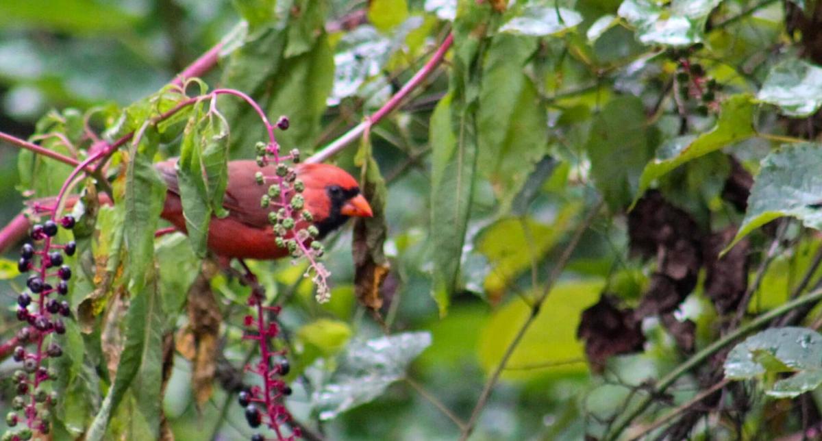 Cardinal Cressi pic 2.jpg