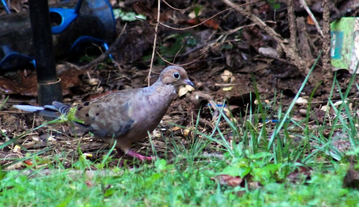 Mourning Dove Chrissy pic.jpg
