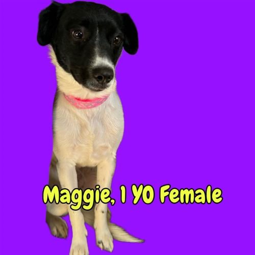 Maggie.jpeg