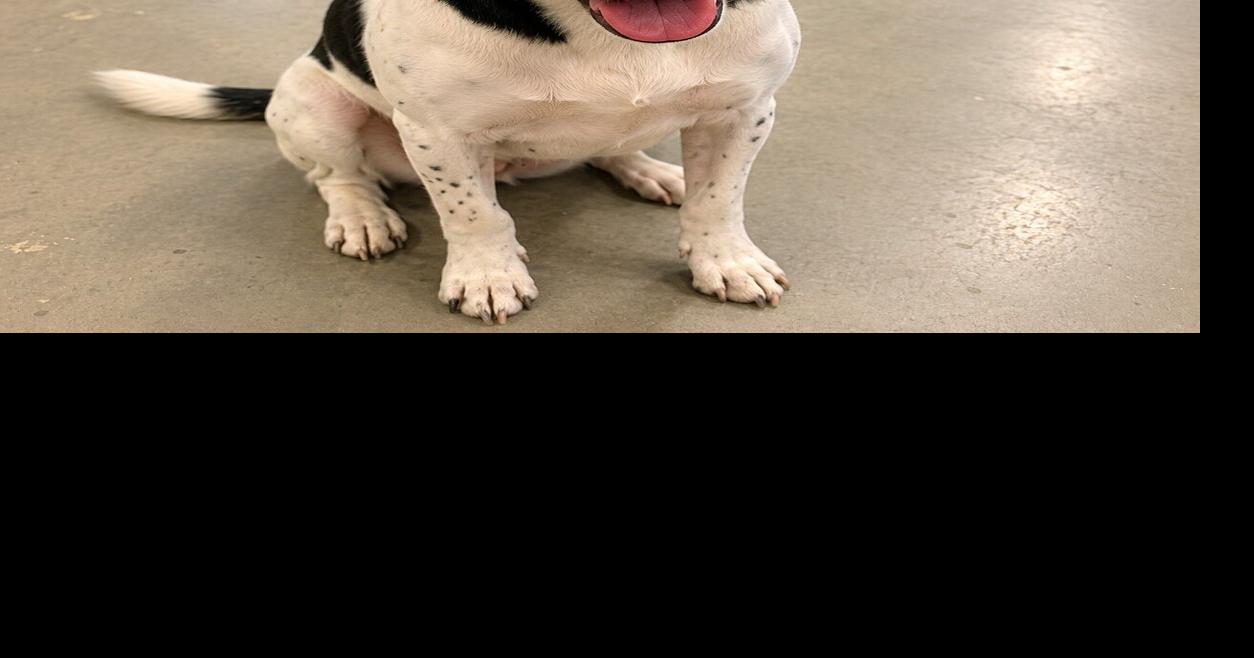 See adoptable pets of the week at Burke County animal shelter