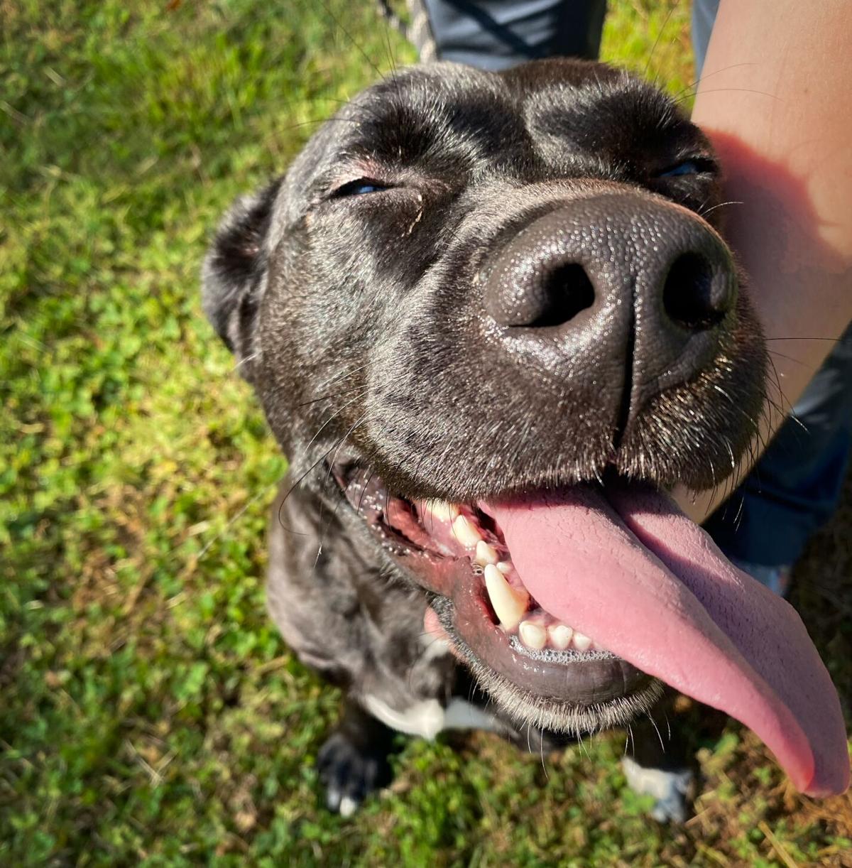 Agency Celebrates Its Volunteers Plans Two Animal Adoption Events Local News Morganton Com