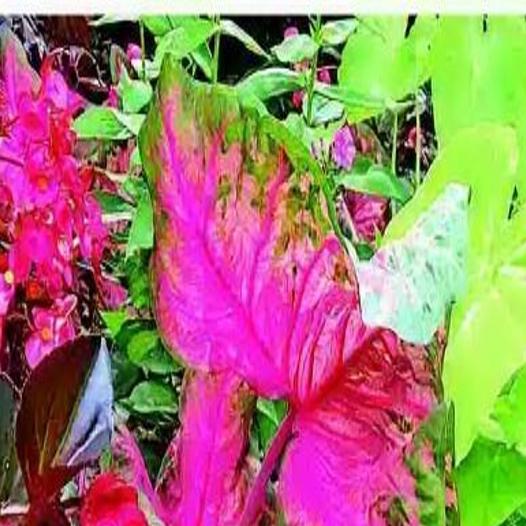 The Great Begonia Awakening