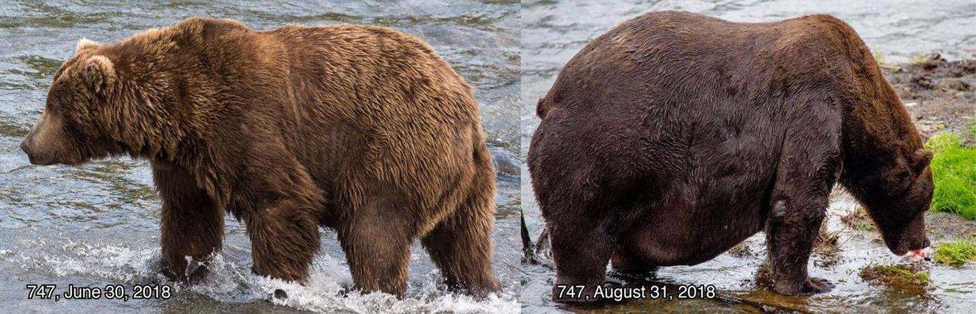 The Fat Bear Week finals are here. Who is the fattest fat bear of all?