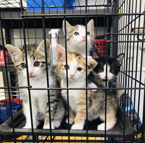 Animal shelter needs people willing to foster, adopt Animal shelter needs people willing to foster, adopt