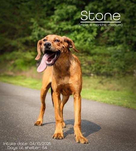 Stone.jpg