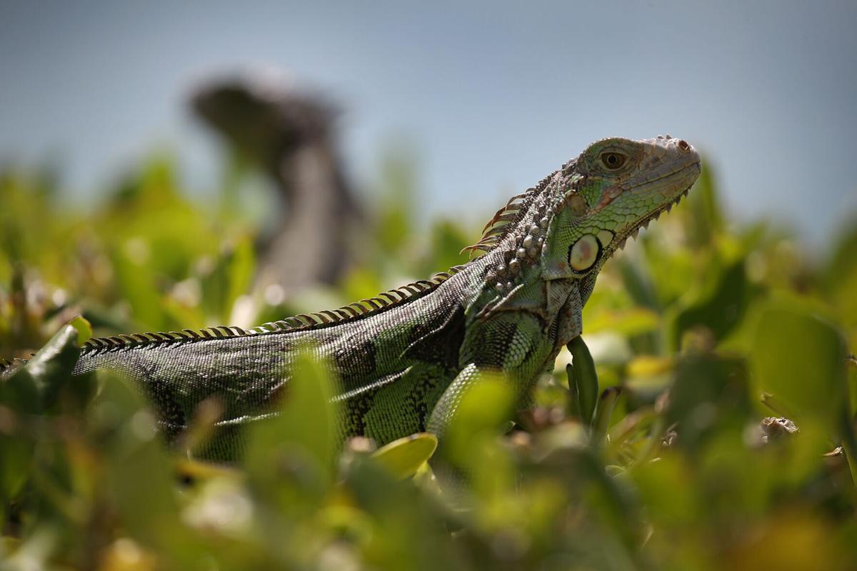 'Tis the season for 'falling iguanas' in South Florida