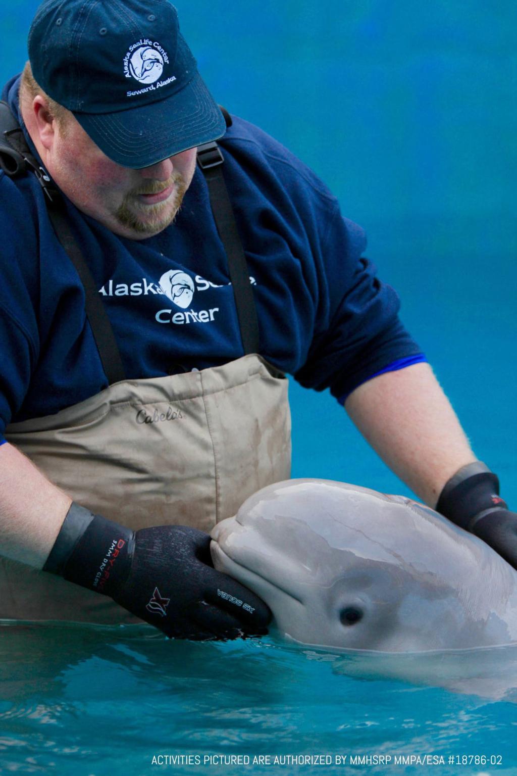 Orphaned baby beluga lost and found