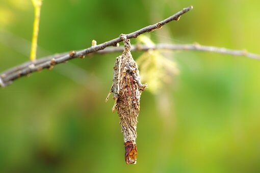 Be on the lookout for bagworms