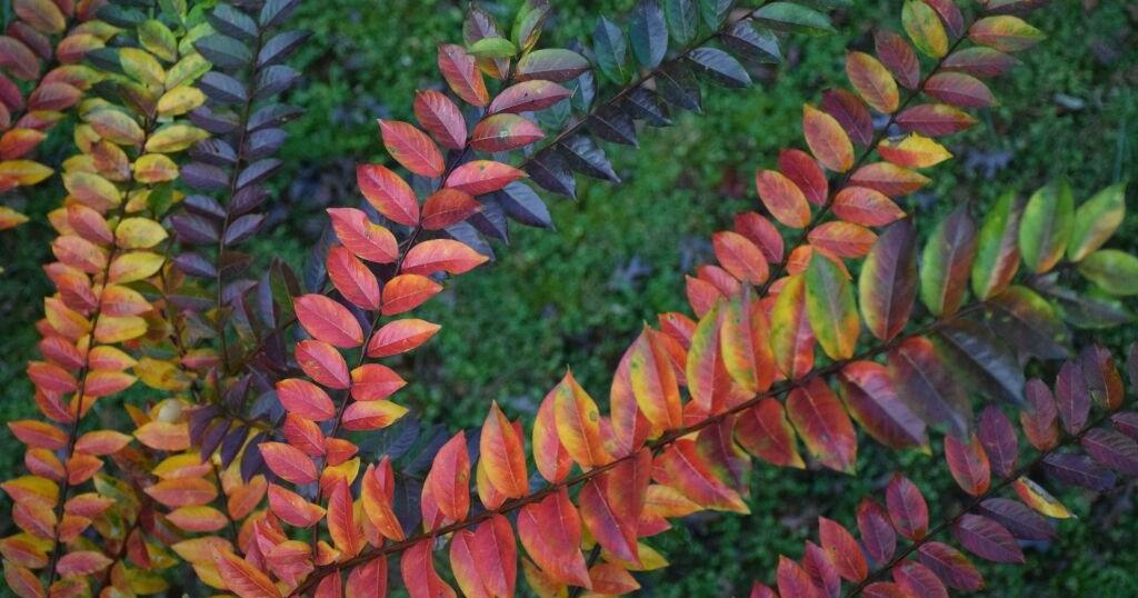 Enjoying the beauty and science behind fall color
