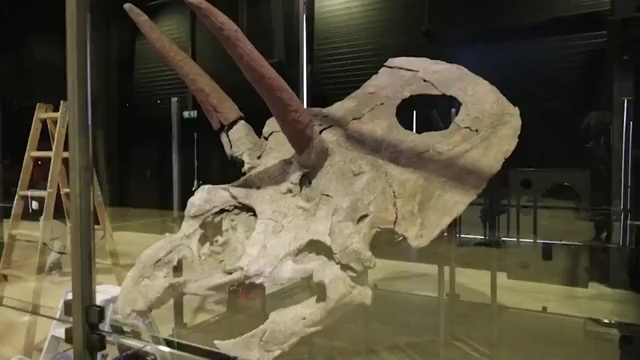 triceratops skeleton head