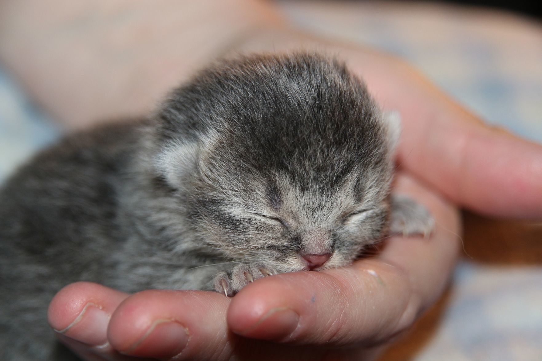 14 day old kittens