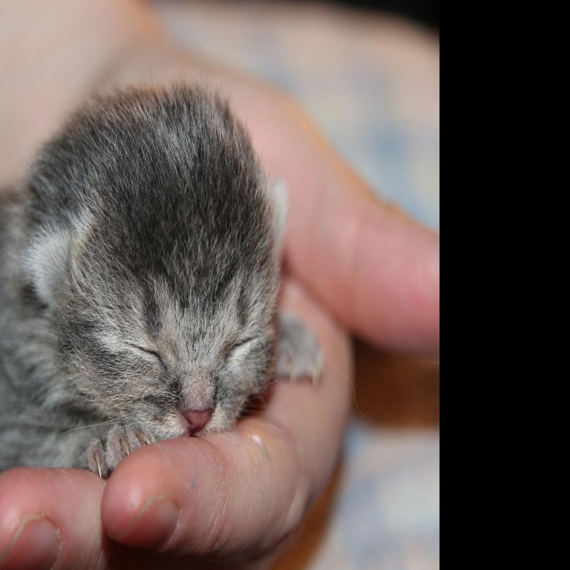 Save The Kittens Latest News Morganton Com