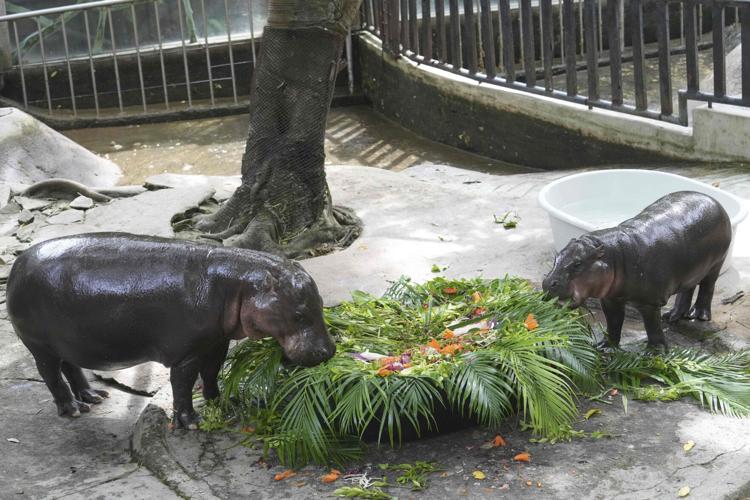 Thailand Moo Deng