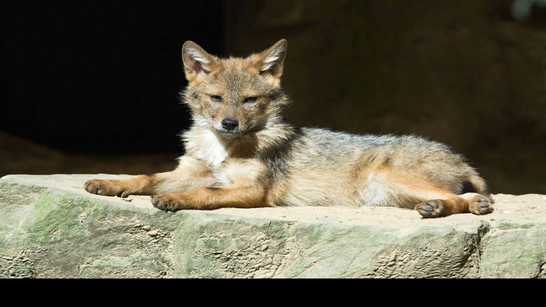 Coyote sightings on the rise as pup season gears up