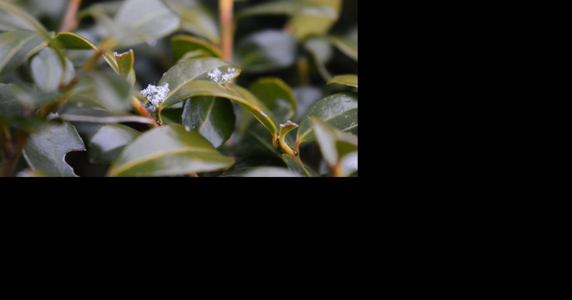 Burke County Public Schools closed Thursday due to icy conditions