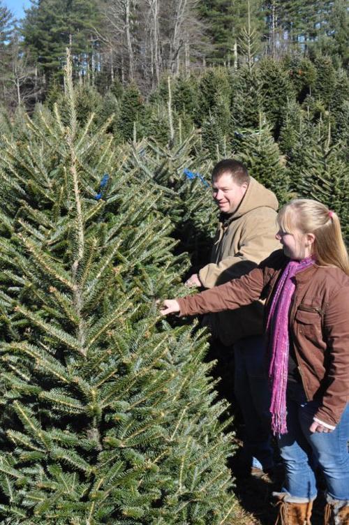 The Perfect Christmas Trees Available In Burke Latest Headlines Morganton Com