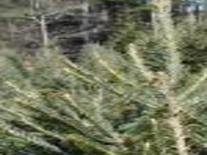 The Perfect Christmas Trees Available In Burke Latest Headlines Morganton Com