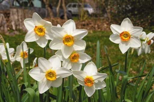 daffodils generic pic