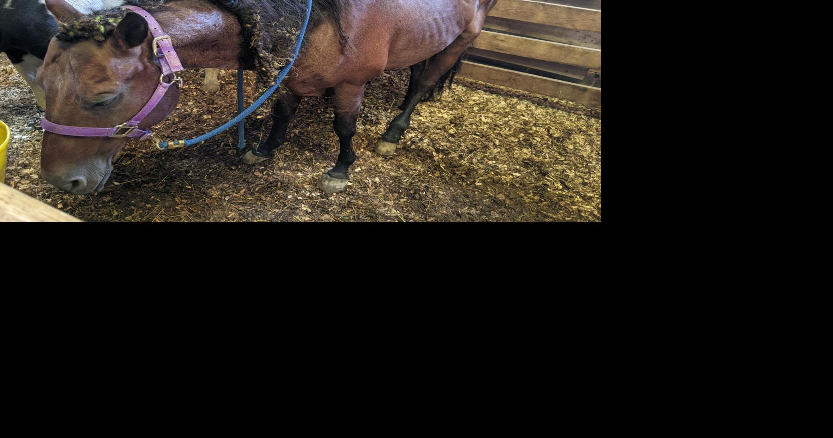 Owner of seized horses charged with animal abuse/cruelty