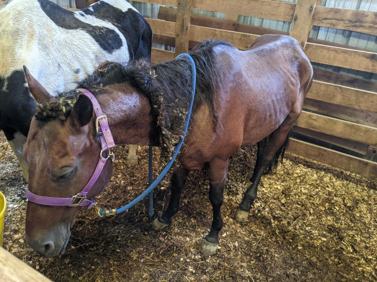 Owner Of Seized Horses Charged With Animal Abuse Cruelty Local News Morganton Com