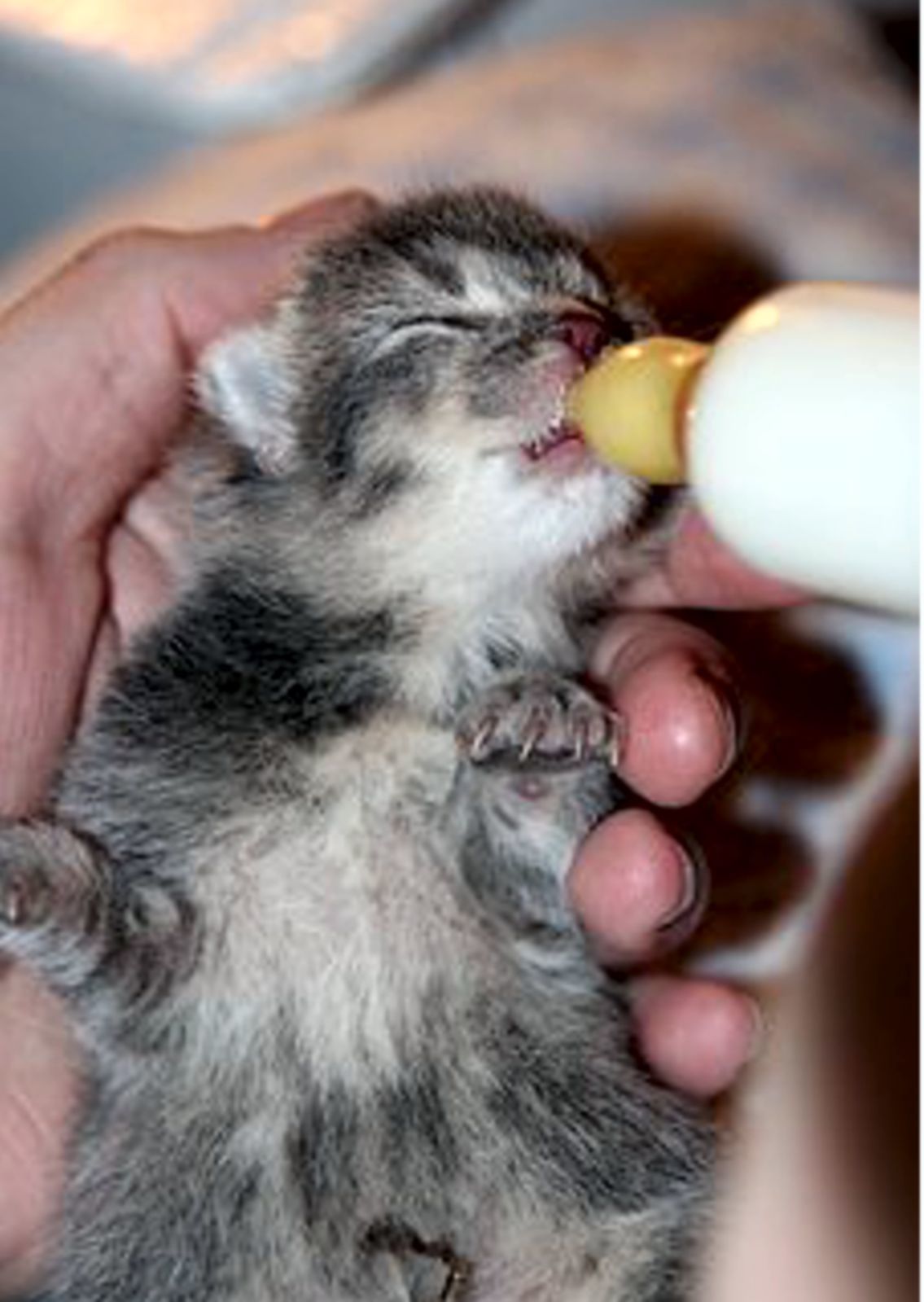 What to clearance feed orphaned kittens