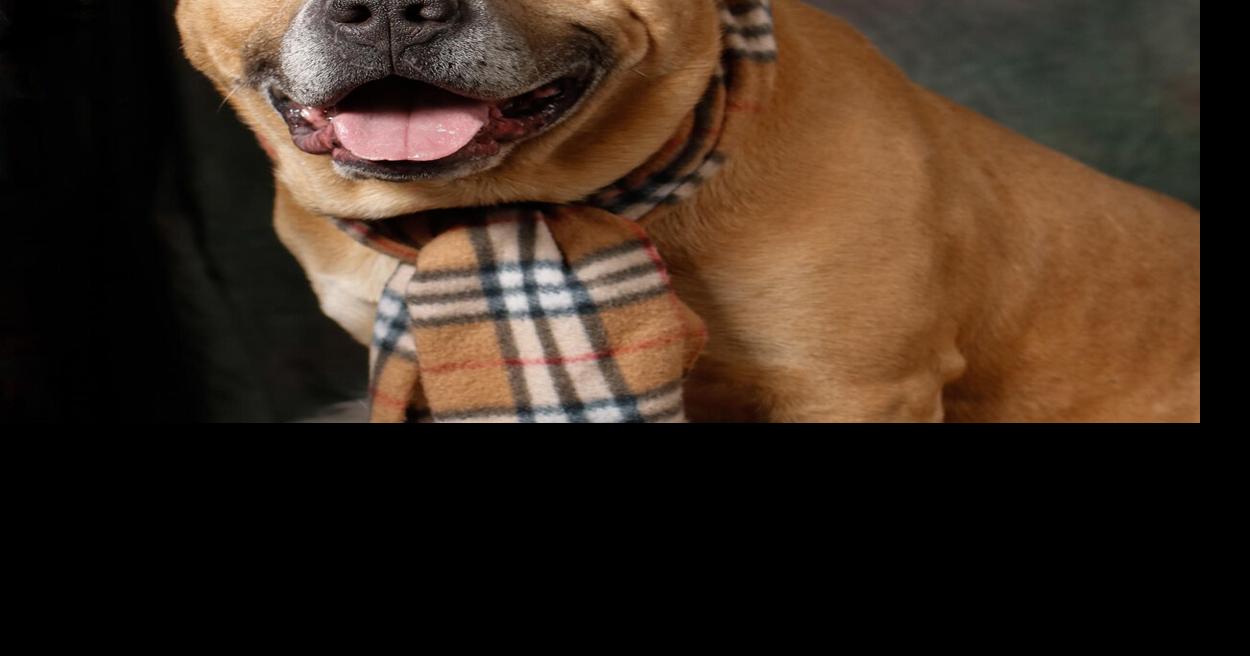 Pets of the Week: Jan. 27