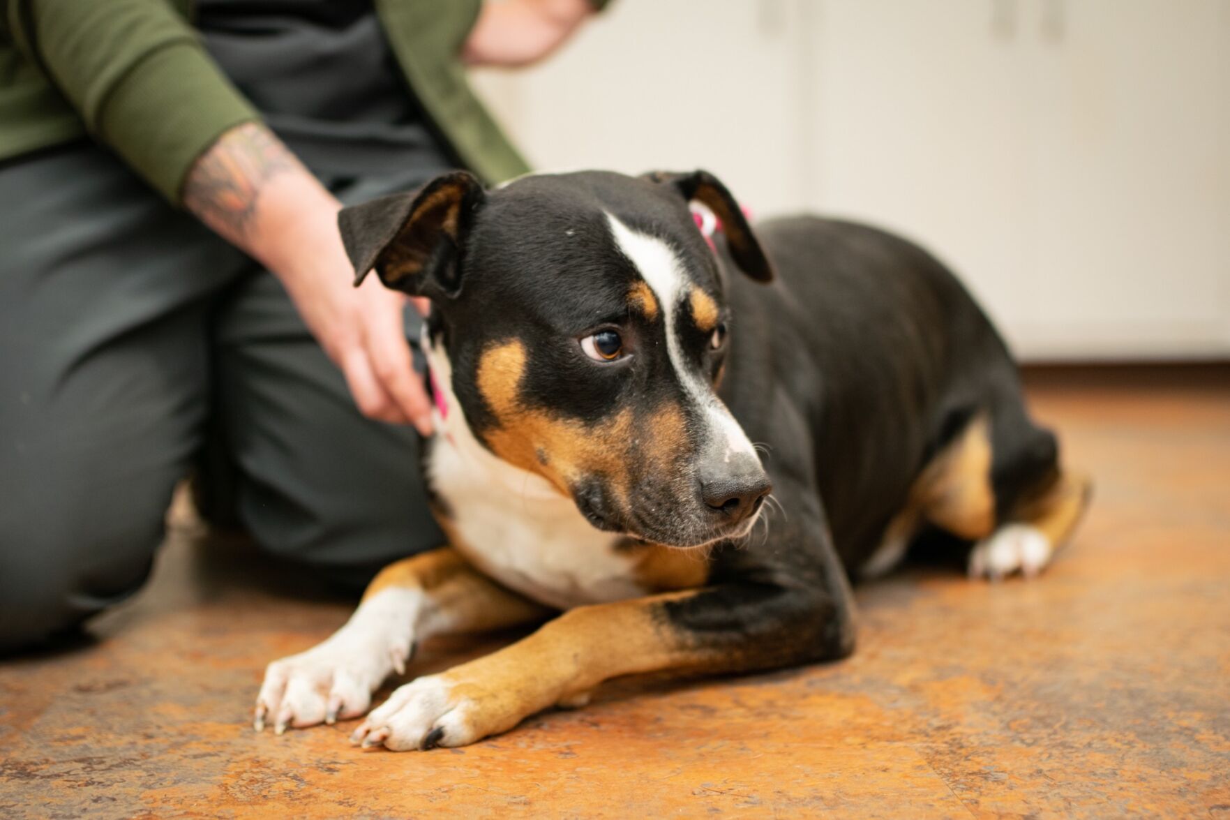 North Carolina Dogs To Be Adopted Near Me North Carolina Golden