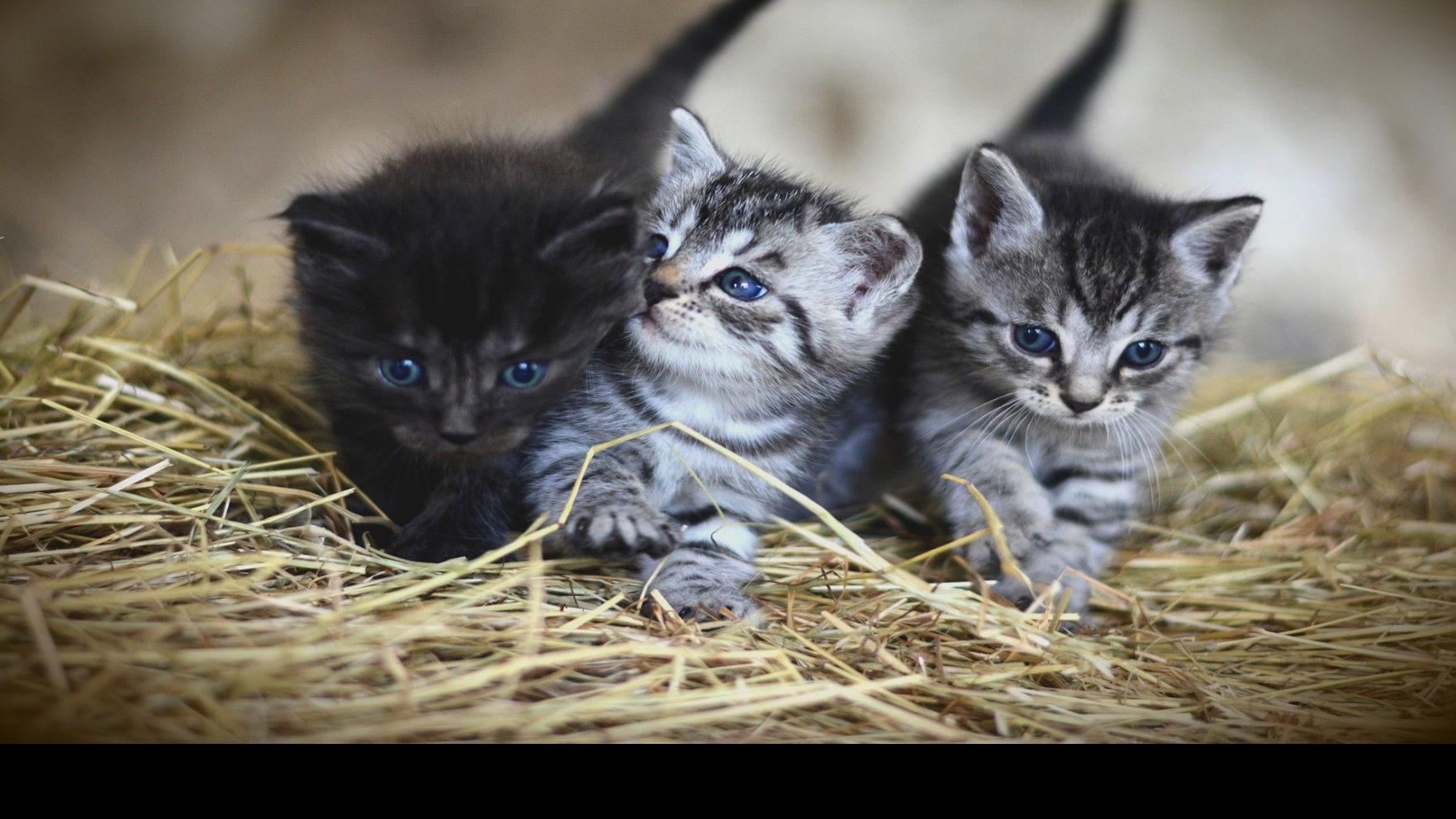 Animal Welfare Groups Remain Essential News Morganton Com