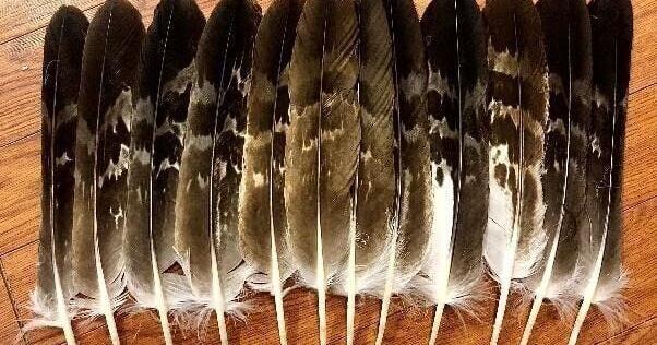 Texas man pleads guilty to buying eagle parts from Montana poachers