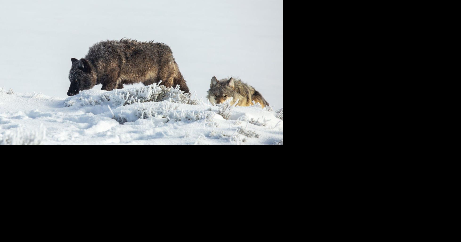 Judge declines to halt 2025-26 Montana wolf hunting, trapping seasons