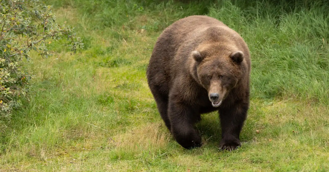 Bear runs through downtown Bozeman, Bozeman Spirits Distillery