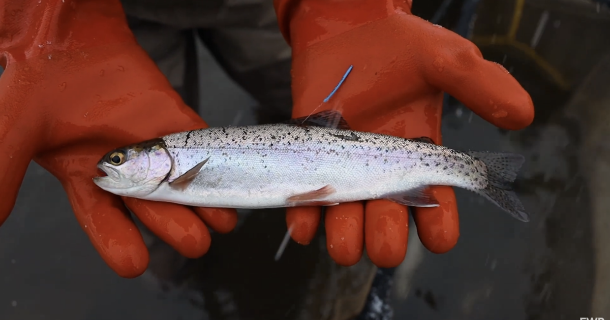 State agencies release updated PFAS advisories for fish | State ...