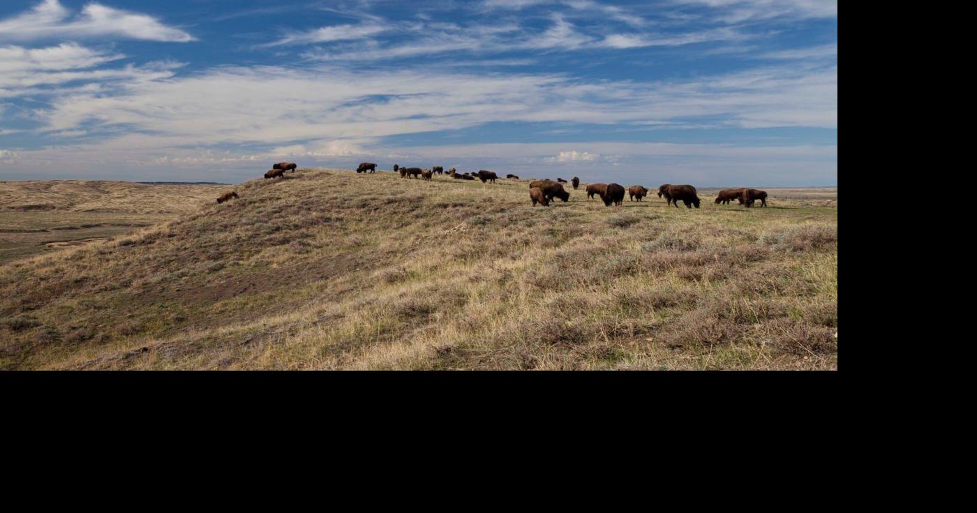 Bureau of Land Management revokes American Prairie bison leases