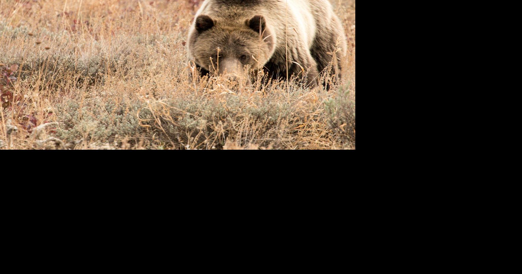 Montana hunters have two ‘close range’ encounters with grizzly bears