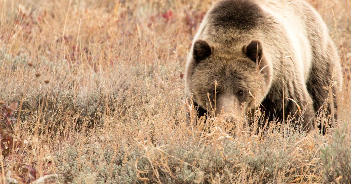 Montana hunters have two ‘close range’ encounters with grizzly bears