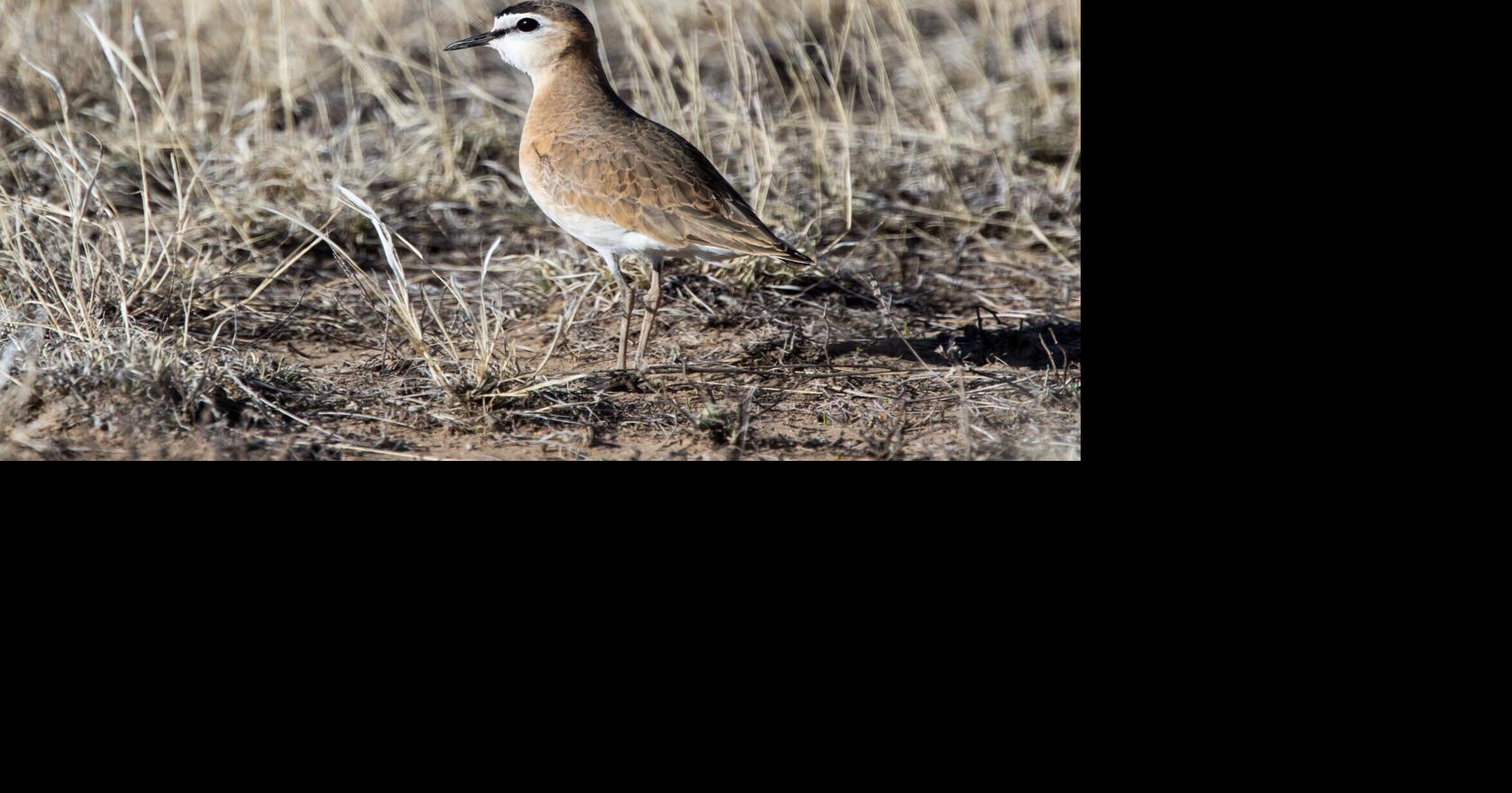 The mysterious mountain plover: Montana FWP working with partners to assess population