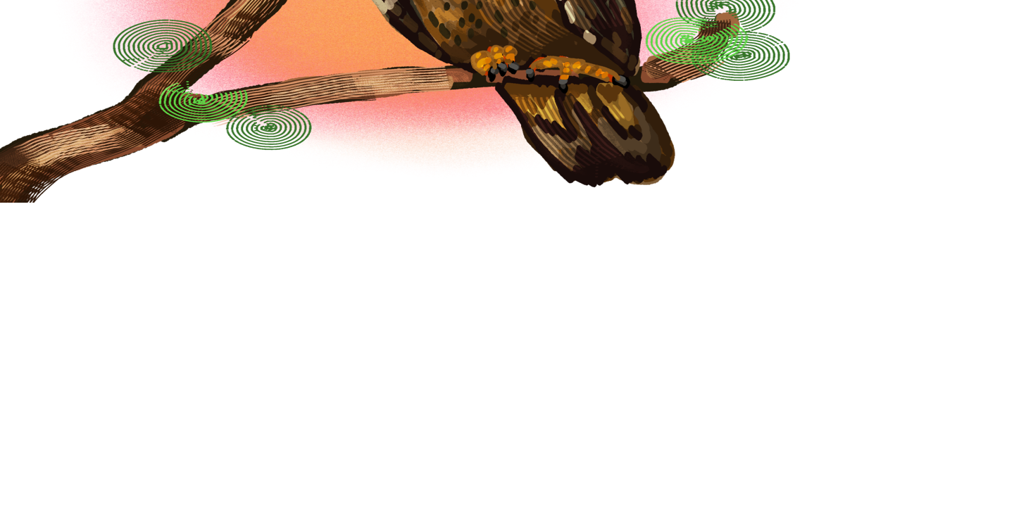 Millie the peregrine falcon educates on conservation at the MOR