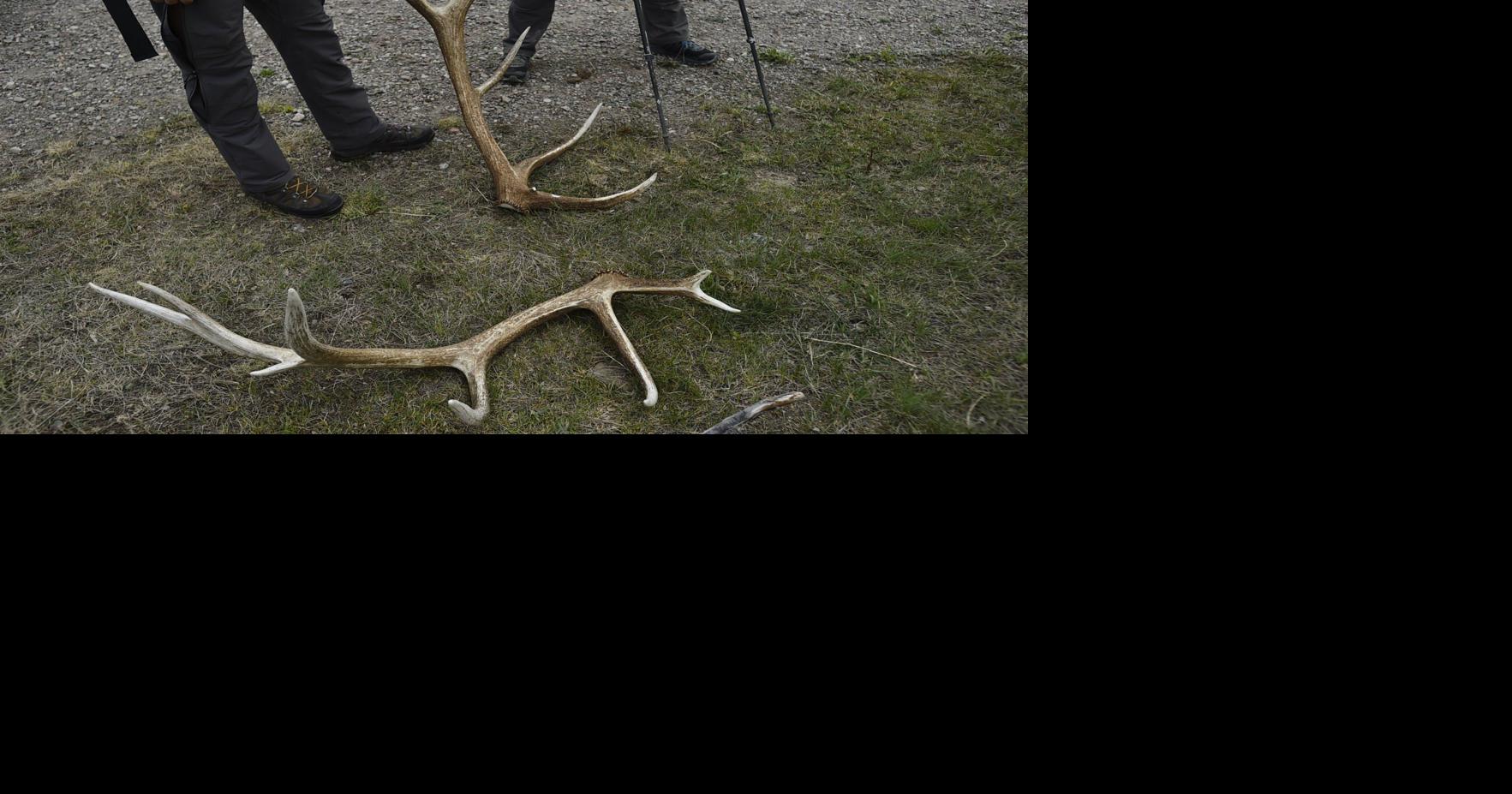 Montana FWP reminds nonresidents of new shed hunting license, restrictions