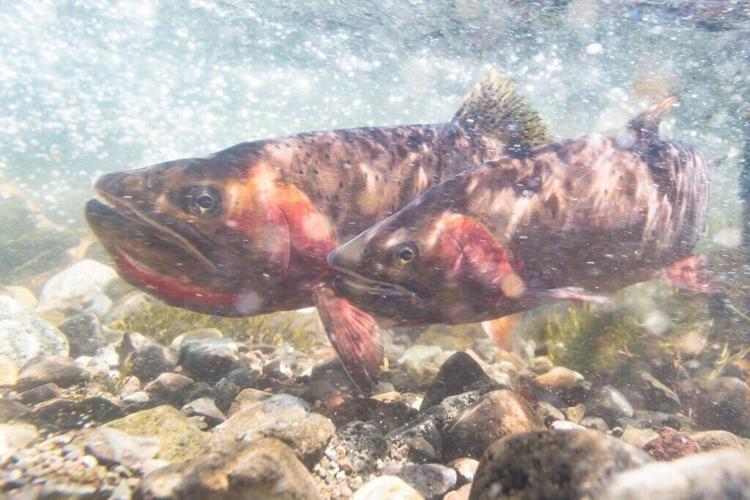 Meeting slated May 19 on proposed fishing regulations | State ...