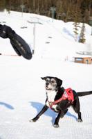 Bridger Bowl’s cutest employees sniff out safety