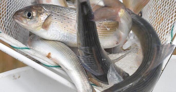 Big Hole River’s rare Arctic grayling now threatened by government retreat